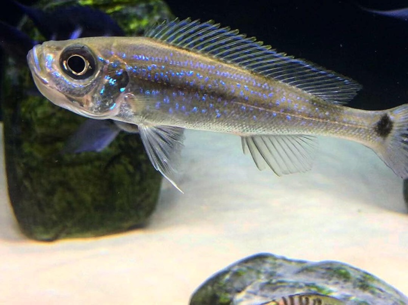 Haplotaxodon microlepis 'Kazinga'